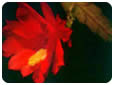 Las flores y su color rojo