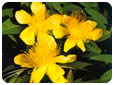 Las flores y su color amarillo