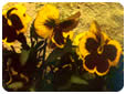 Catálogo de flores de las flores