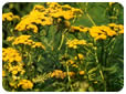 Catálogo de flores de las flores