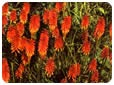 Catálogo de flores de las flores
